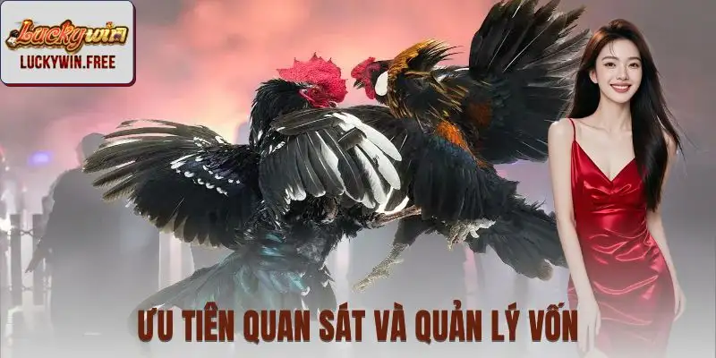 Chia sẻ kinh nghiệm chọn gà và quản lý vốn