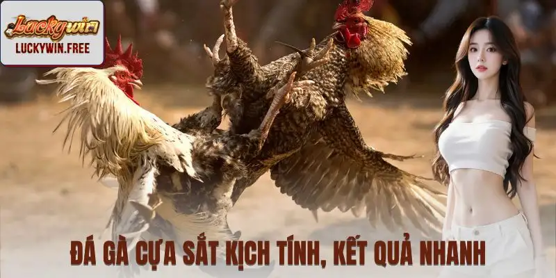 Đá gà cựa sắt - Những pha đấu gay cấn tạo cảm giác hồi hộp