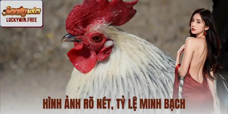 Cái nhìn tổng quan về sảnh đá gà LUCKYWIN